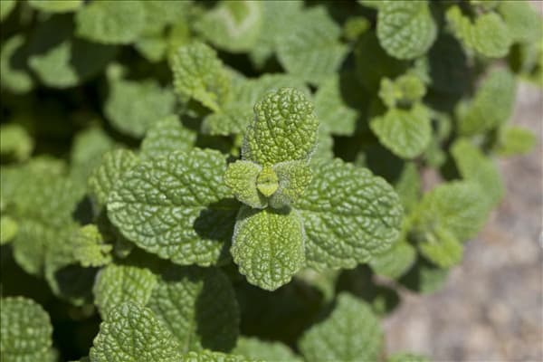 Mentha species