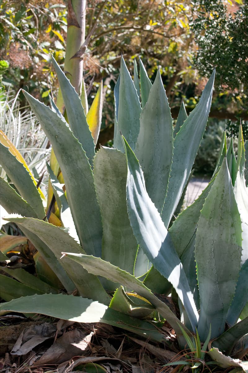 Agave americana