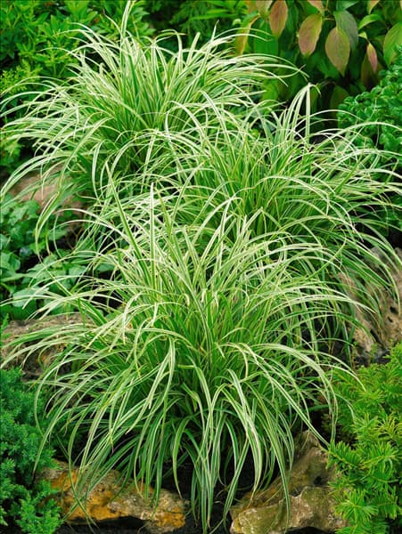 Carex morrowii ssp. foliosissima 'Silver Sceptre'