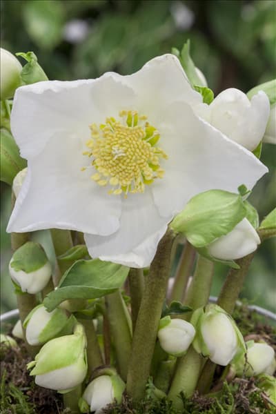 Helleborus niger