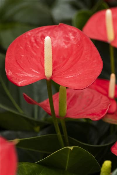 Anthurium 'Mars'