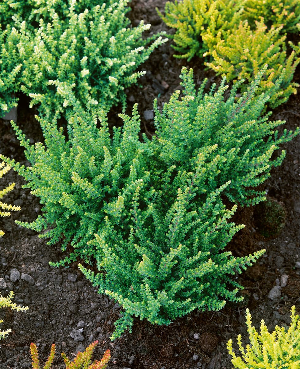 CALLUNA VULGARIS DORFORDII