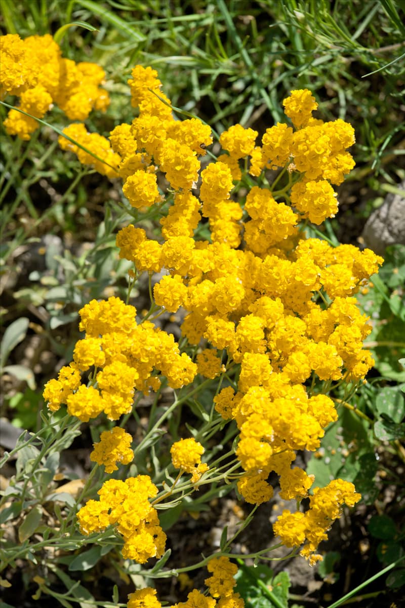 Aurinia saxatilis