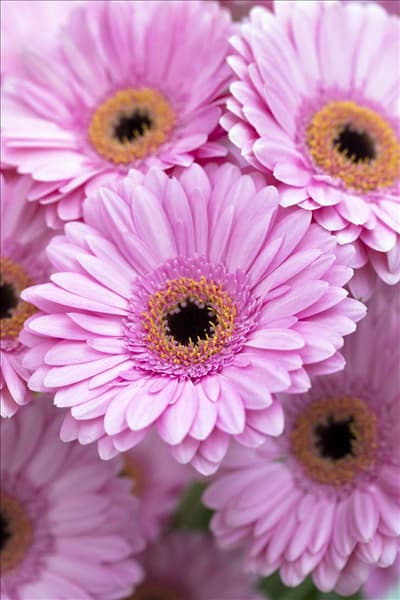Gerbera 'Brocante'