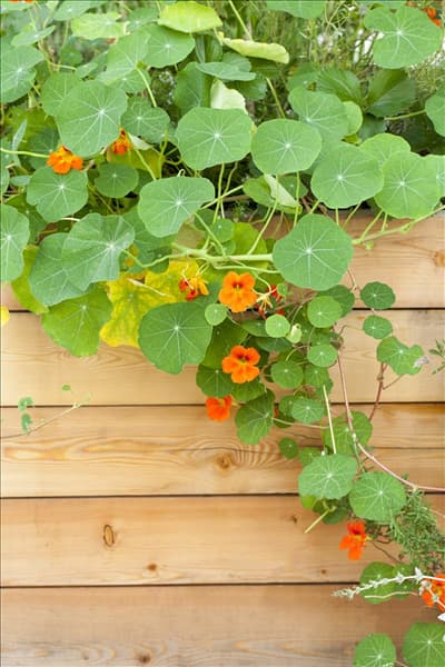 Tropaeolum minus