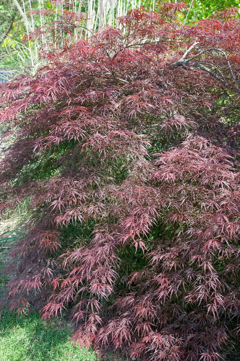 Acer palmatum Dissectum Tamukeyama