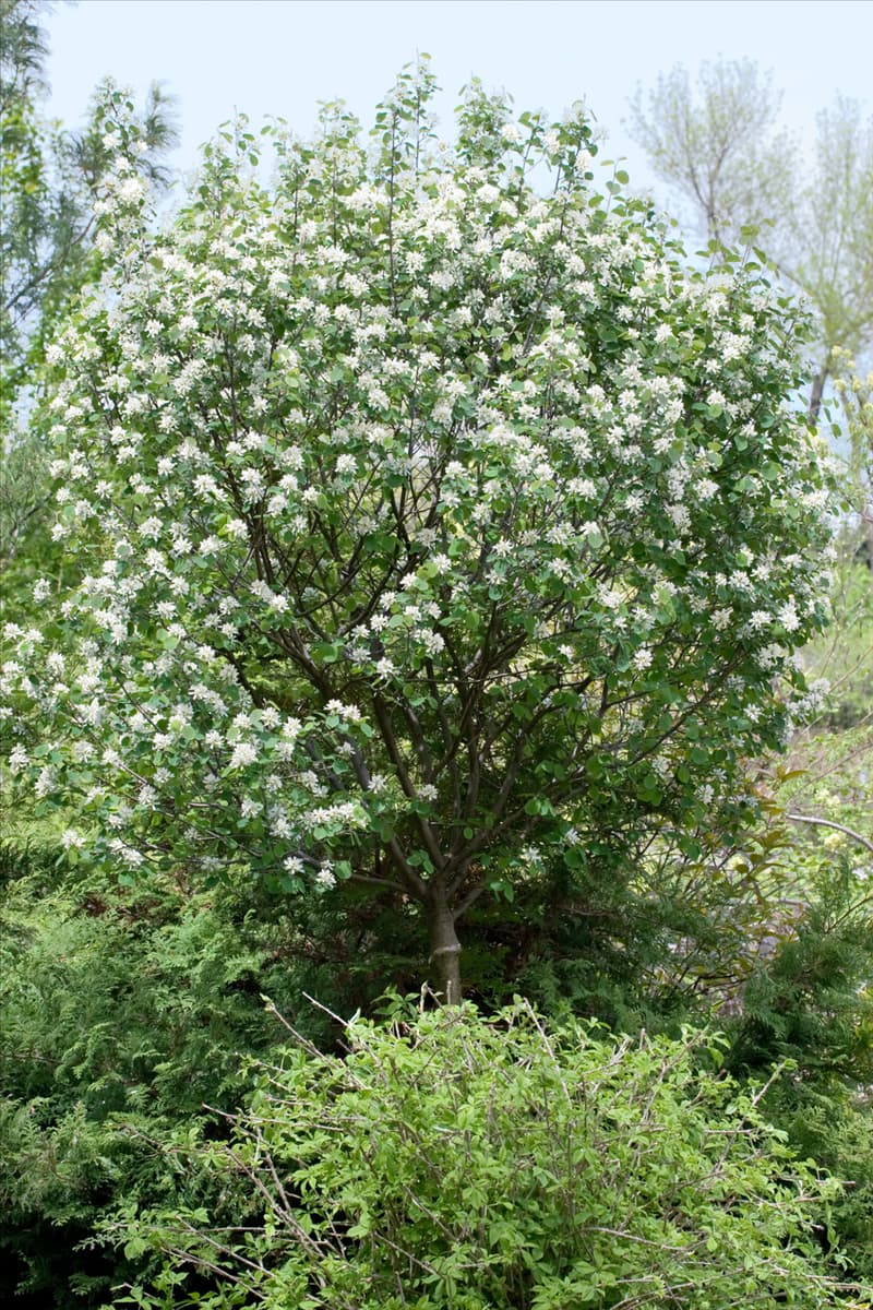 Amelanchier rotundifolia