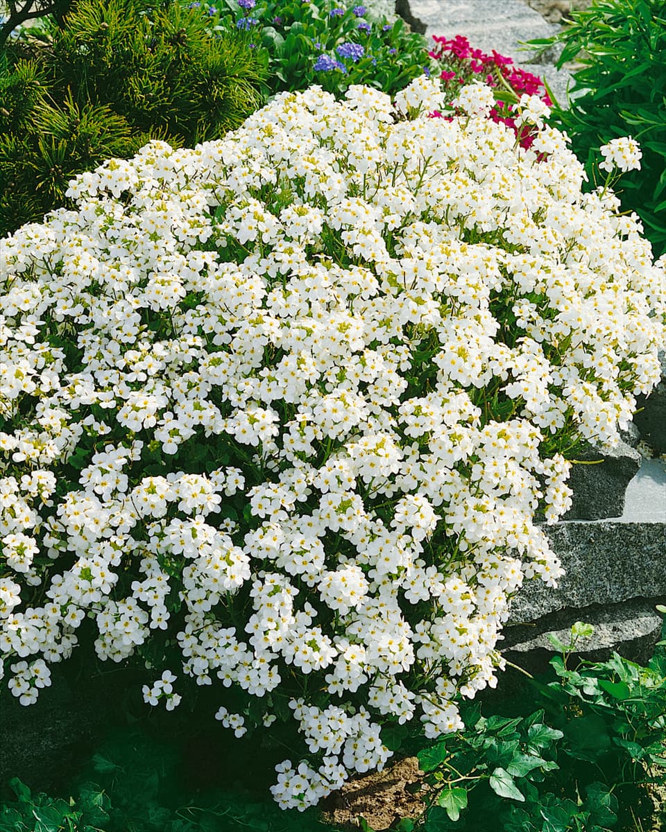 Arabis caucasica Schneehaube
