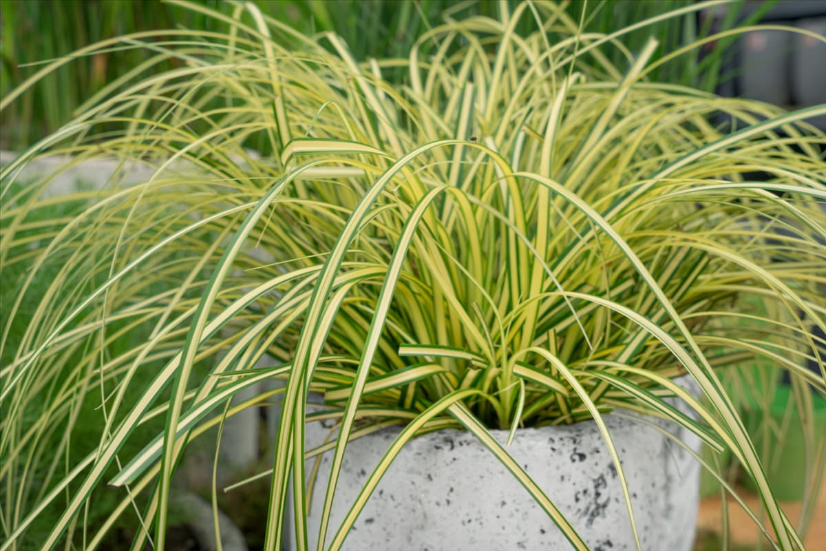 Carex oshimensis Evergold