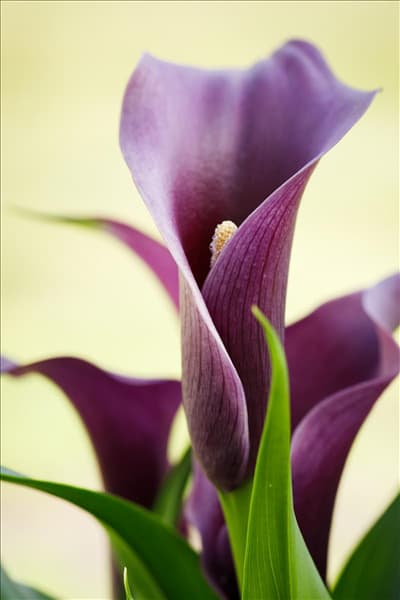 Zantedeschia aethiopica, purpurrot