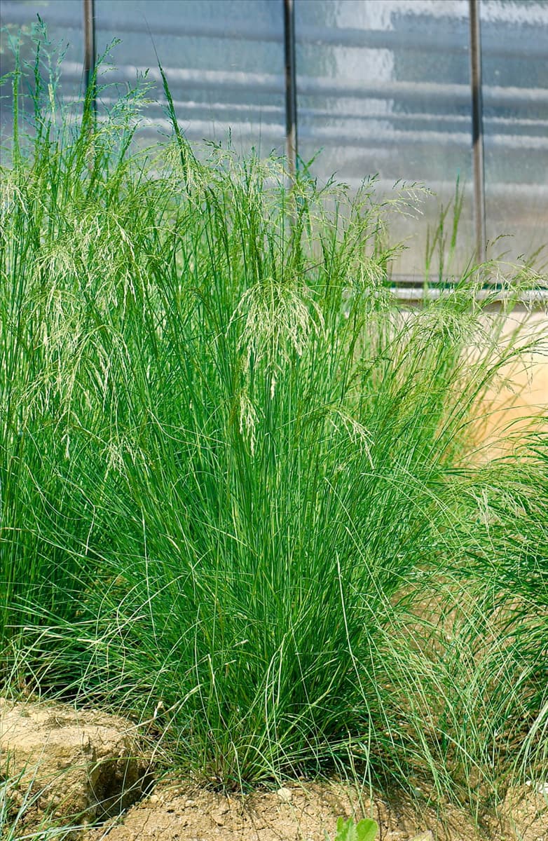 Agrostis gigantea