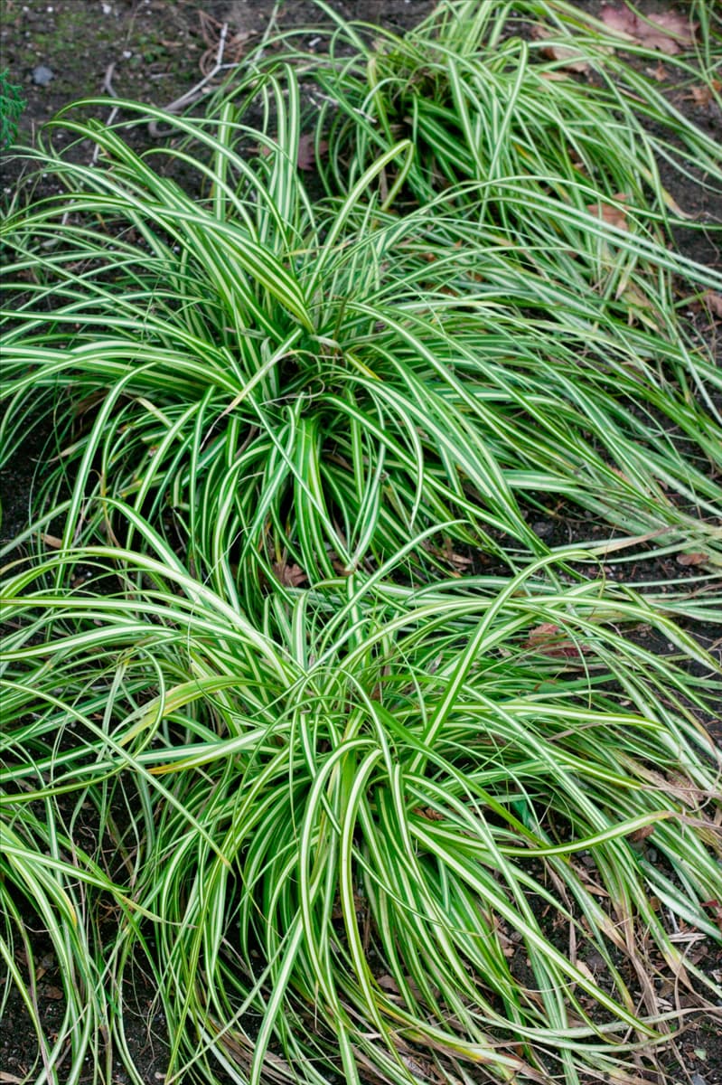 Carex oshimensis Ice Cream