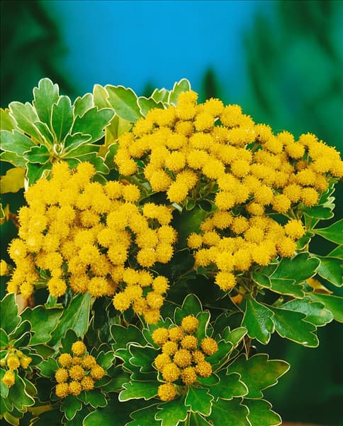 Ajania pacifica 'Silver and Gold'