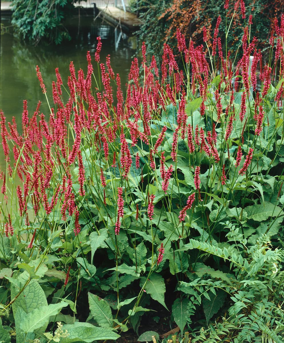 Persicaria amplexicaulis Speciosa