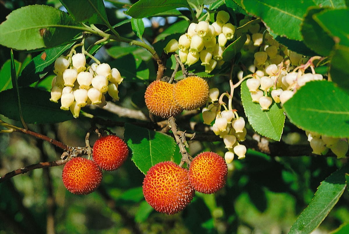 ARBUTUS unedo