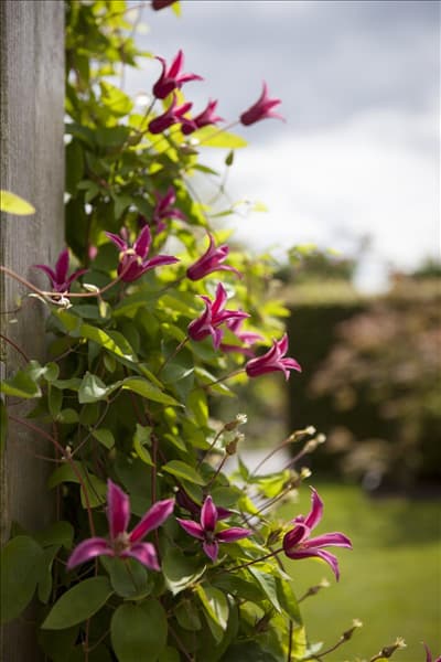 Clematis texensis 'Princess Diana'