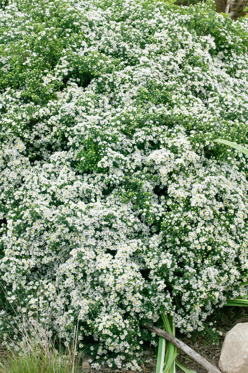 Aster ericoides First Snow