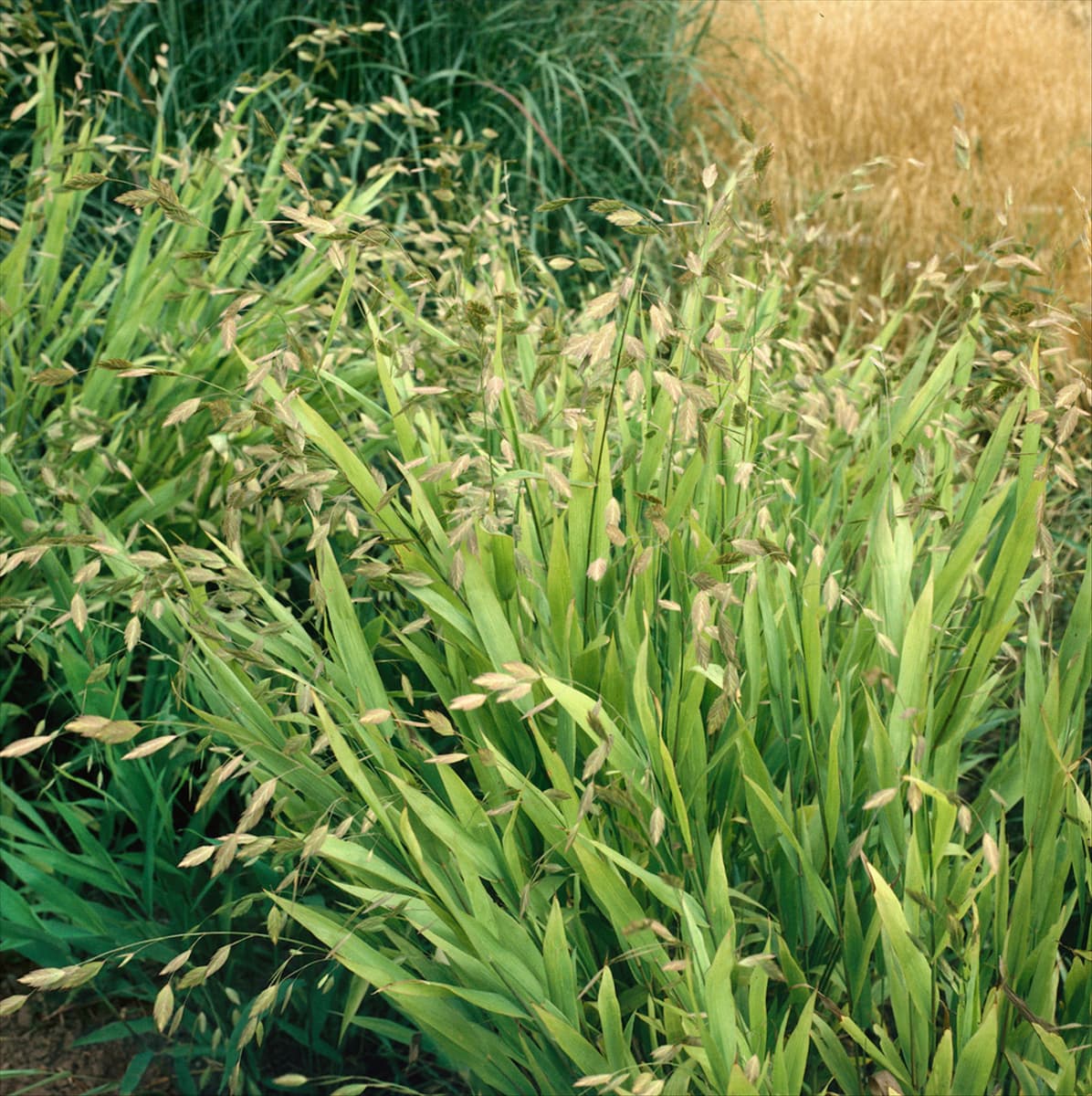 Chasmanthium latifolium