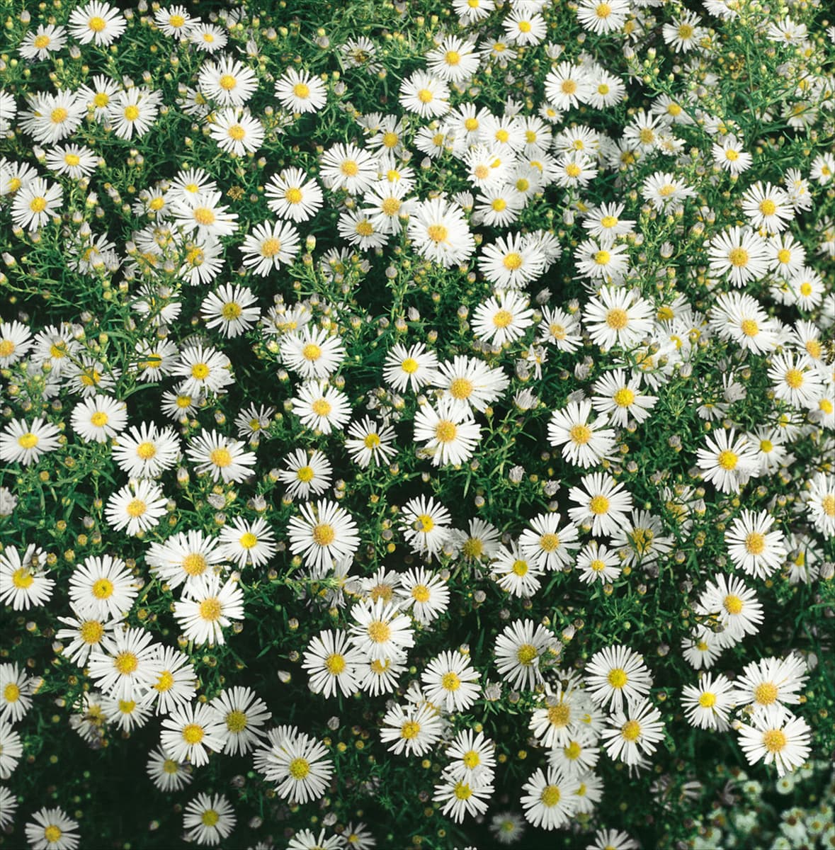 ASTER ERICOIDES WHITE