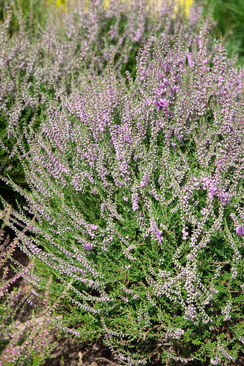 Calluna vulgaris Flore Pleno
