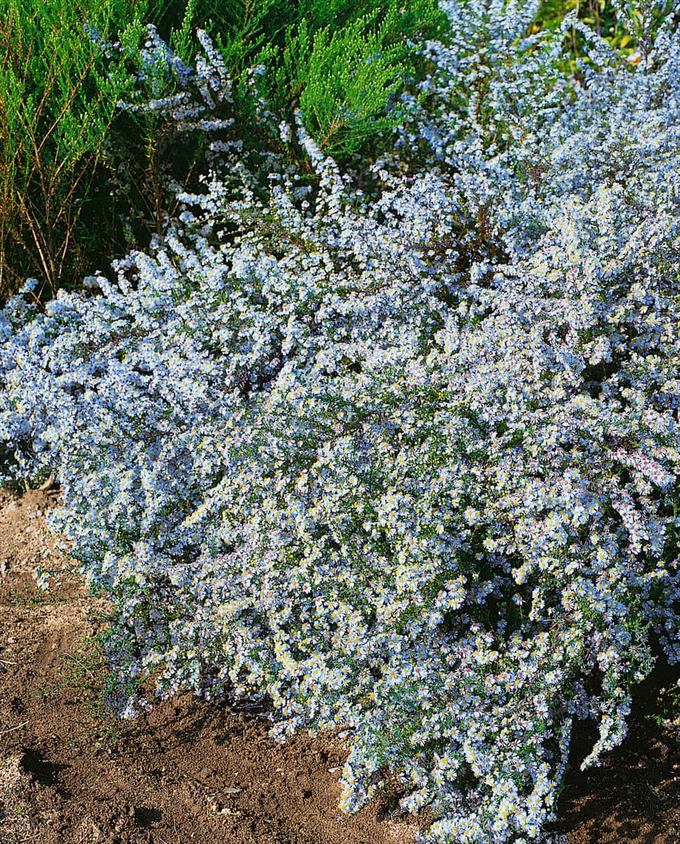 Aster ericoides Ringdove