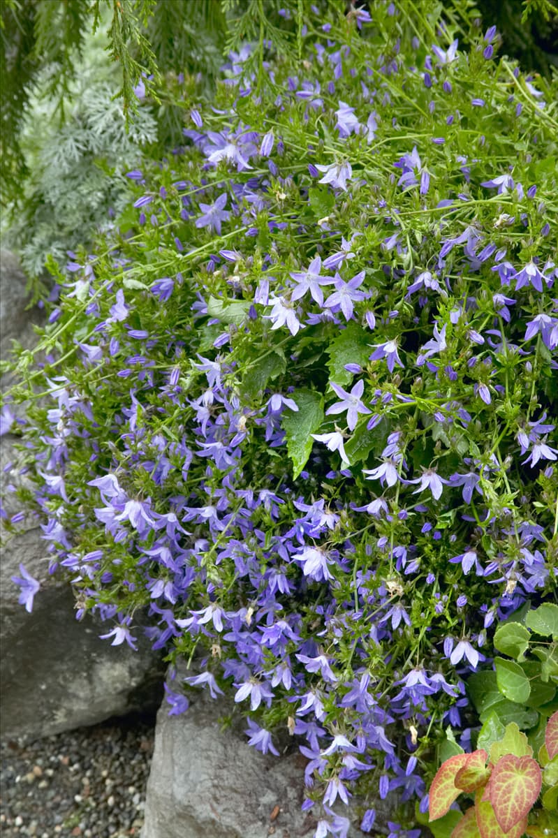 Campanula poscharskyana Blue Waterfall
