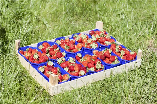 Fragaria x ananassa