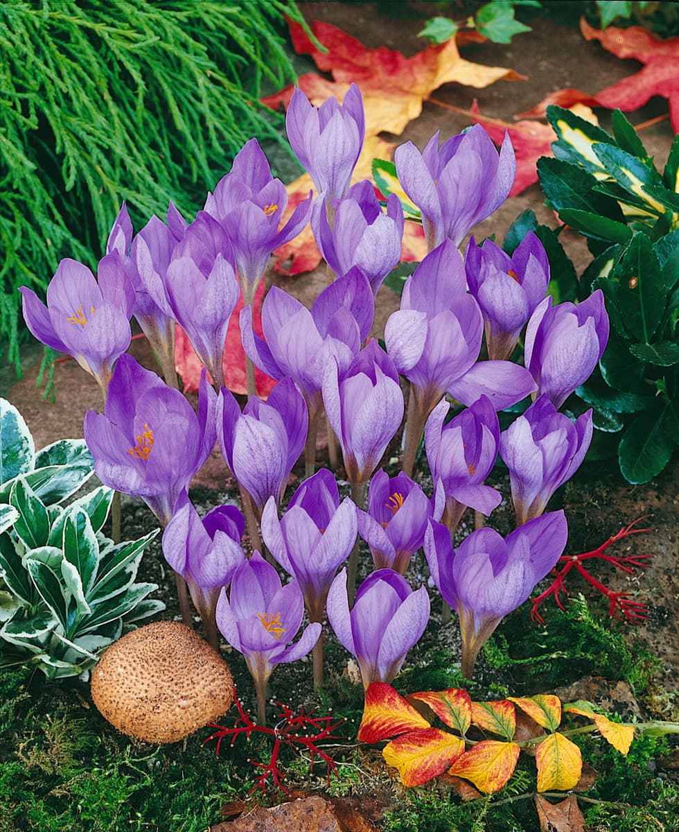 Crocus speciosus Cassiope