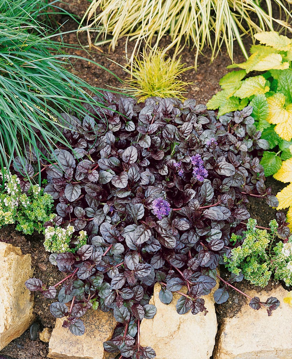 AJUGA reptans Mahogany