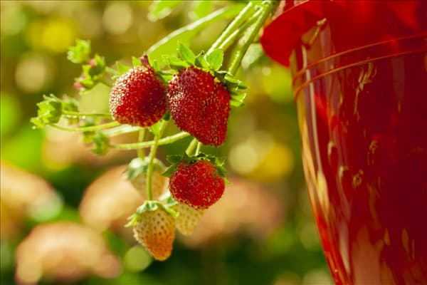 Fragaria vesca