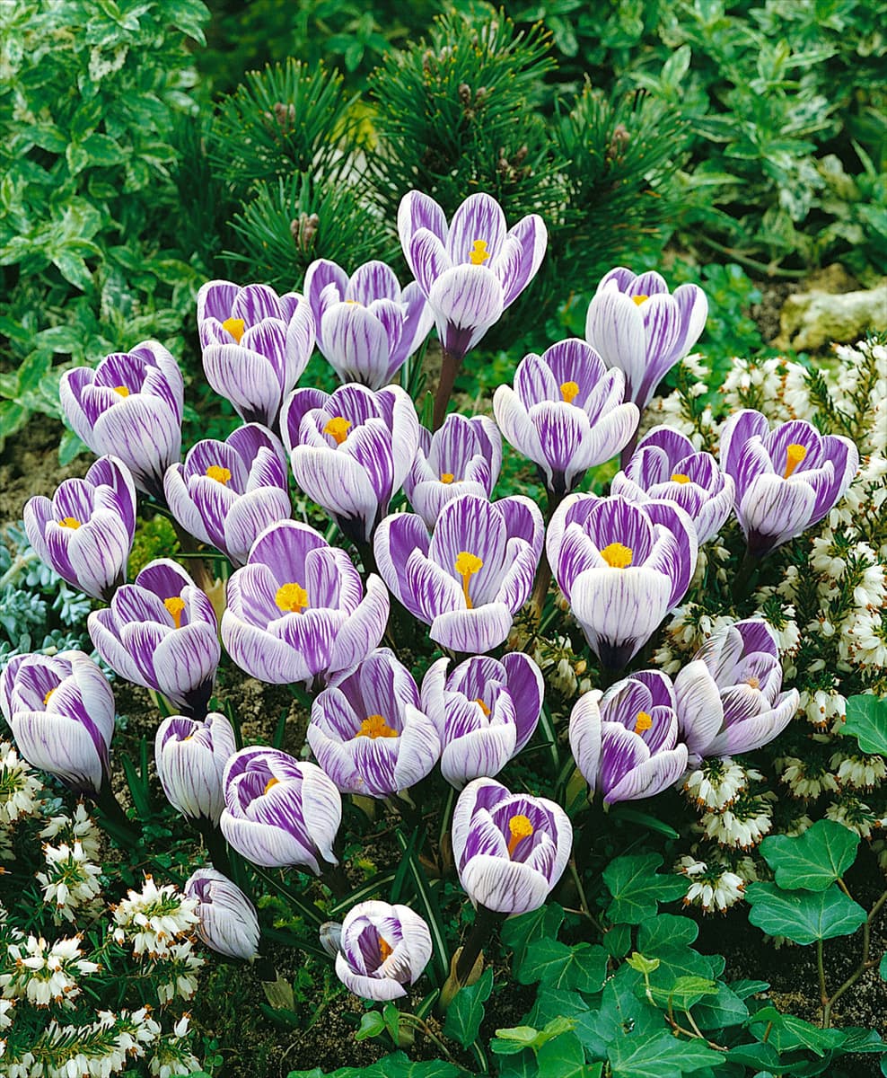 CROCUS VERNUS STRIPED BEAUTY