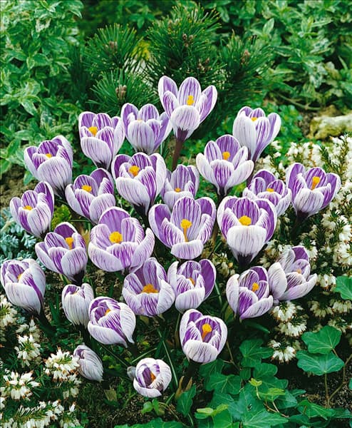Crocus vernus 'Striped Beauty'