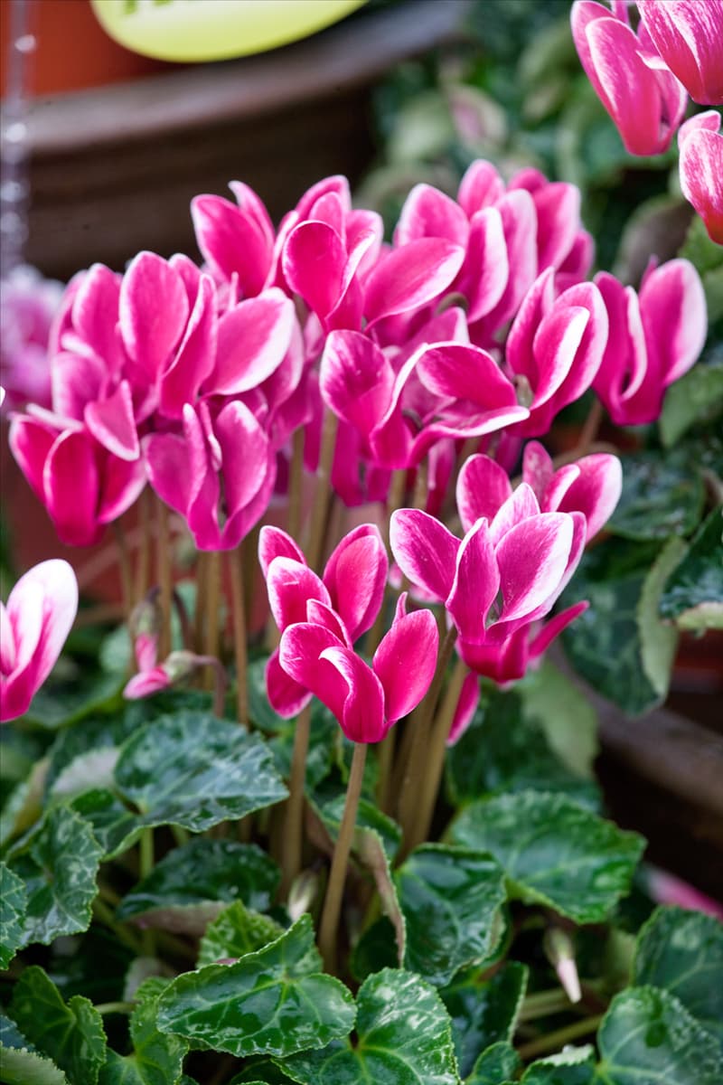 Cyclamen Winfall ™ Snowridge Wine