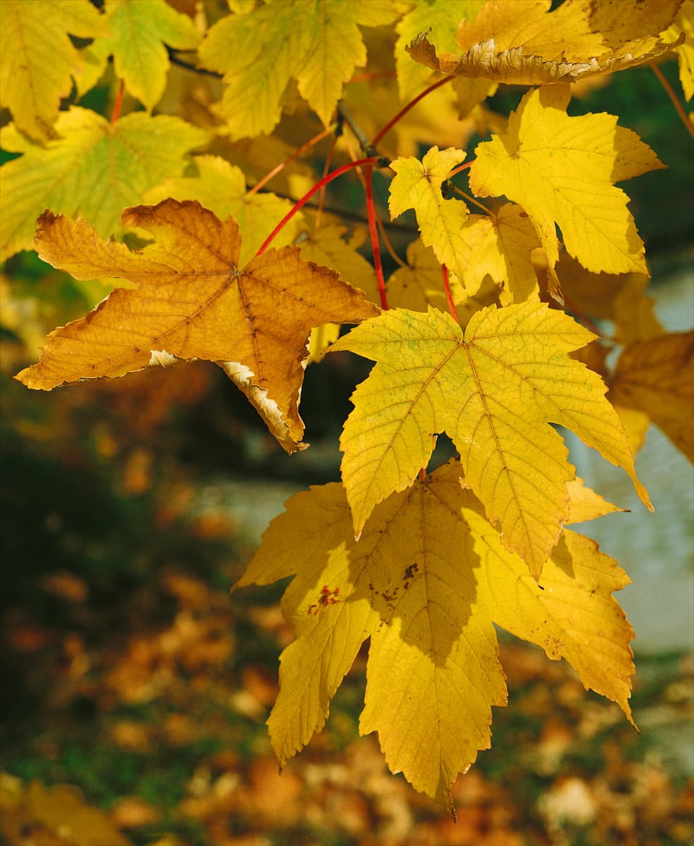 ACER PSEUDOPLATANUS