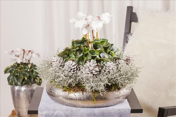 Cyclamen persicum, weiß
