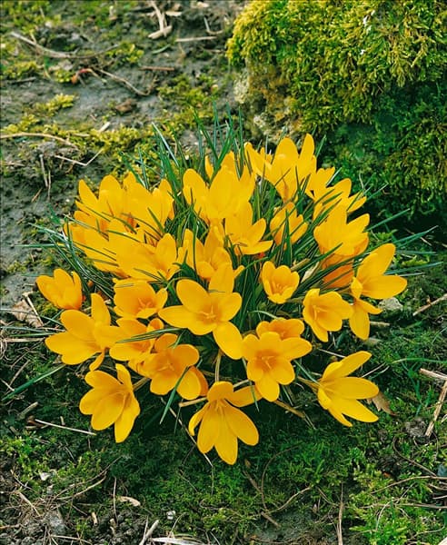 Crocus vernus 'Yellow Giant'