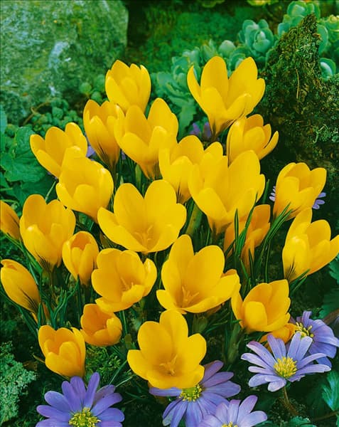 Crocus vernus 'Yellow Mammoth'