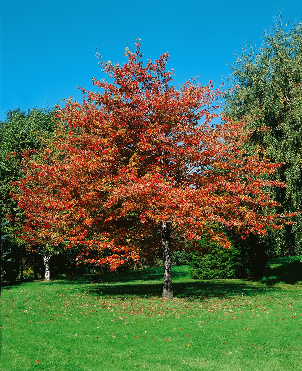 ACER rubrum