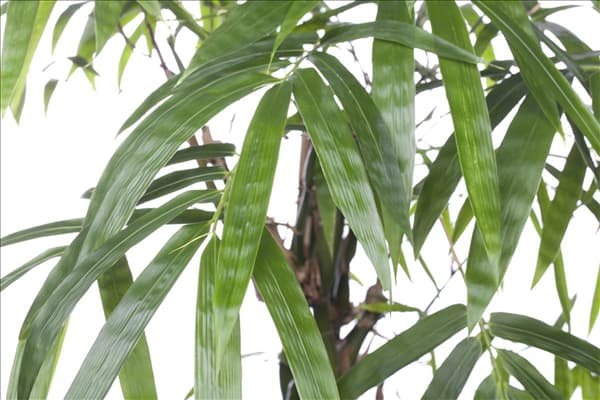 Bambusa ventricosa