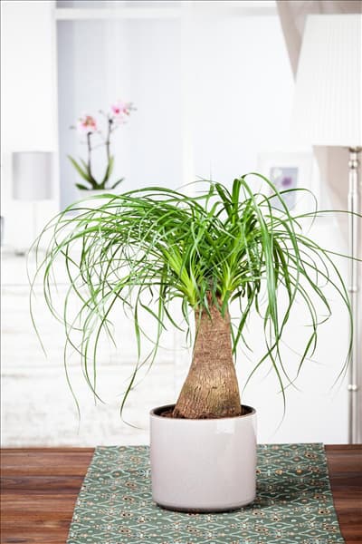 Beaucarnea recurvata
