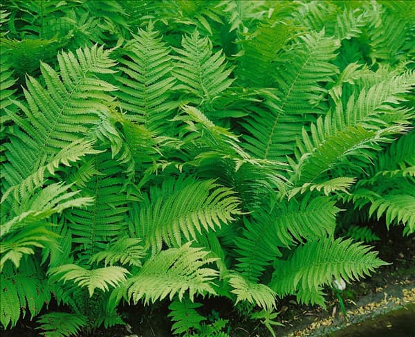 Dryopteris affinis