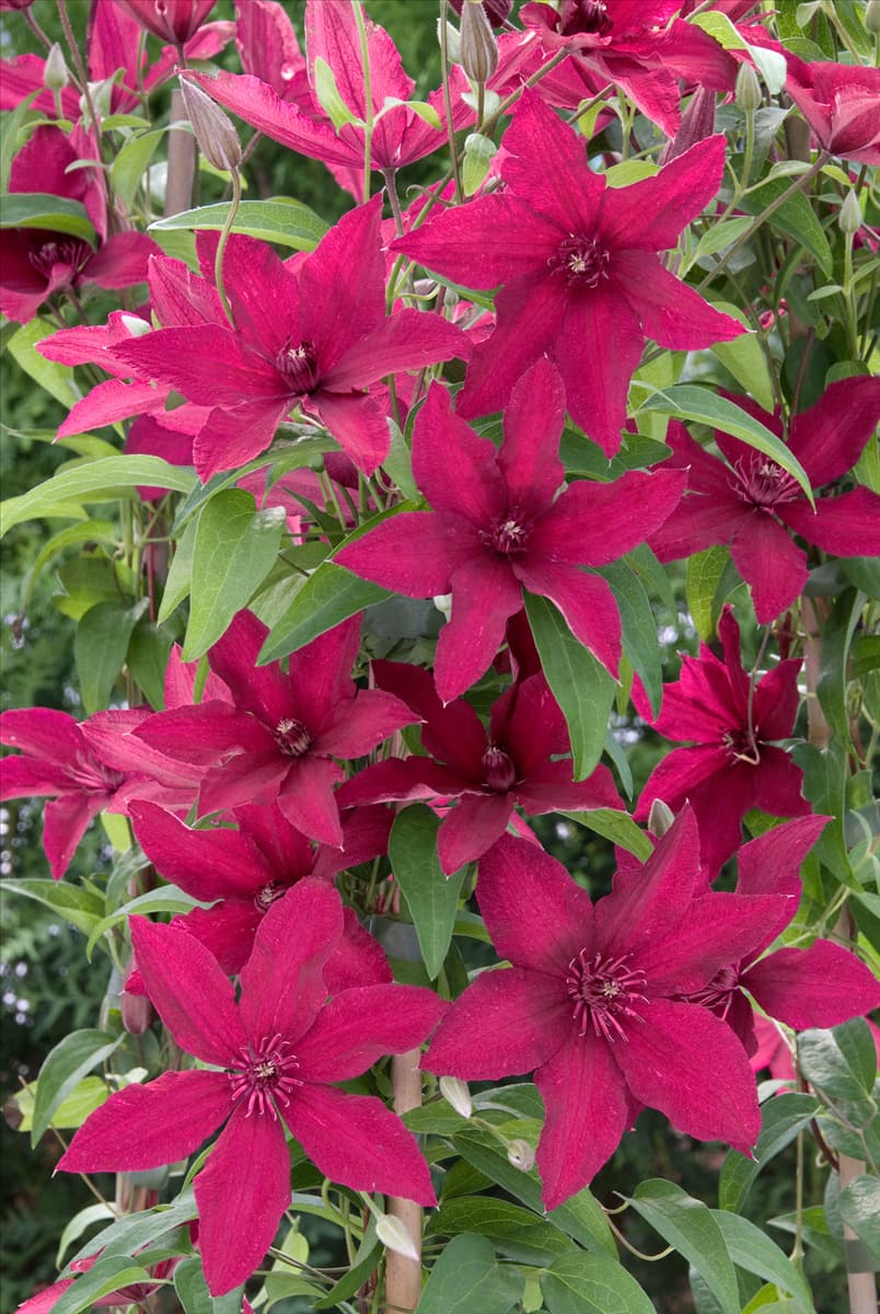 Clematis Rüütel