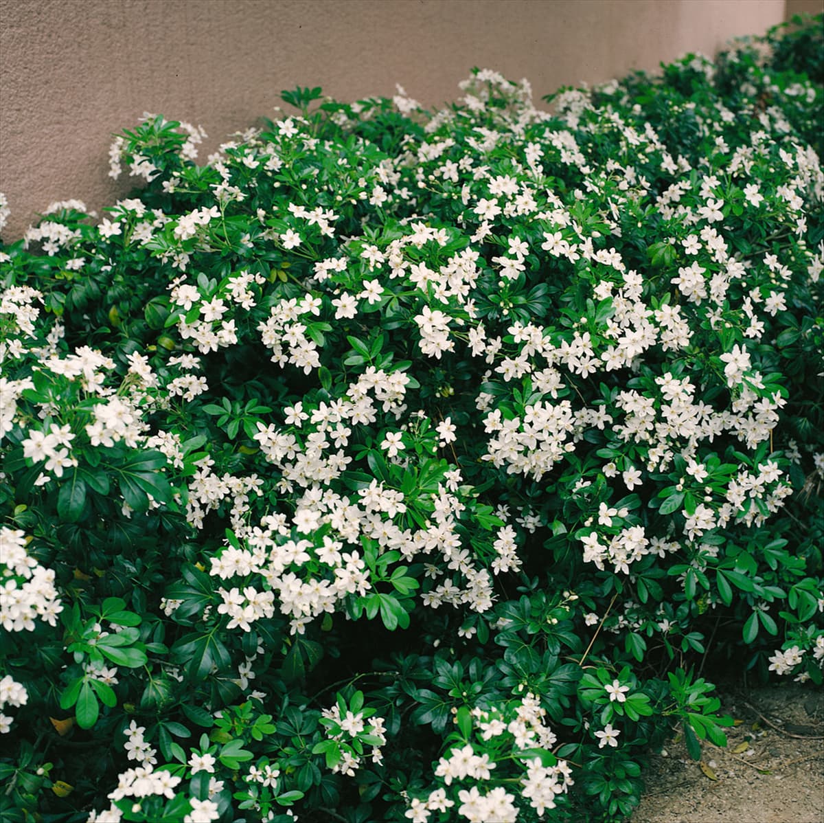 CHOISYA TERNATA