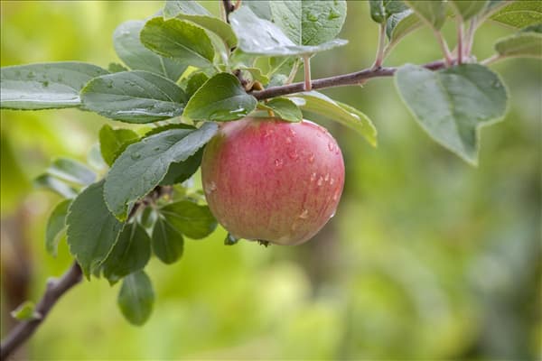 Malus domestica