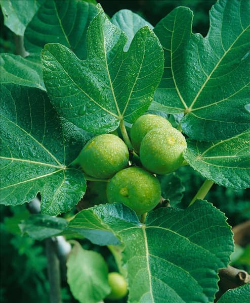Ficus carica 'Bayernfeige Violetta'®(s)