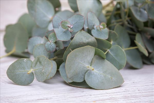 Eucalyptus