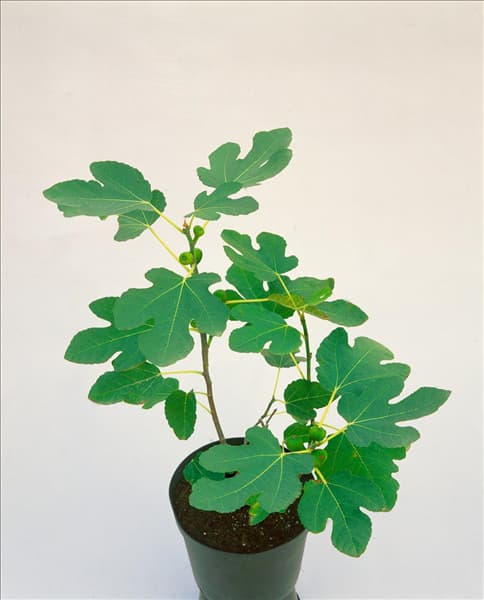 Ficus carica 'Brown Turkey'