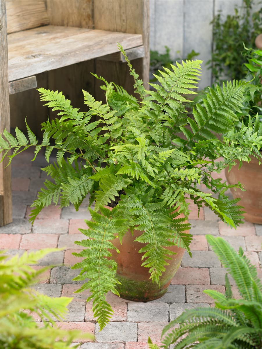 Dryopteris filix-mas
