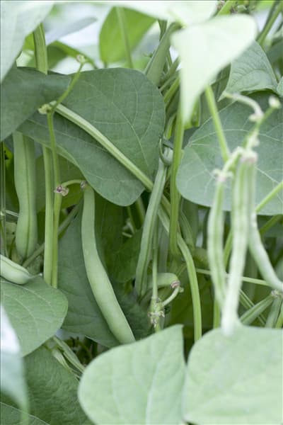 Phaseolus vulgaris var. nanus