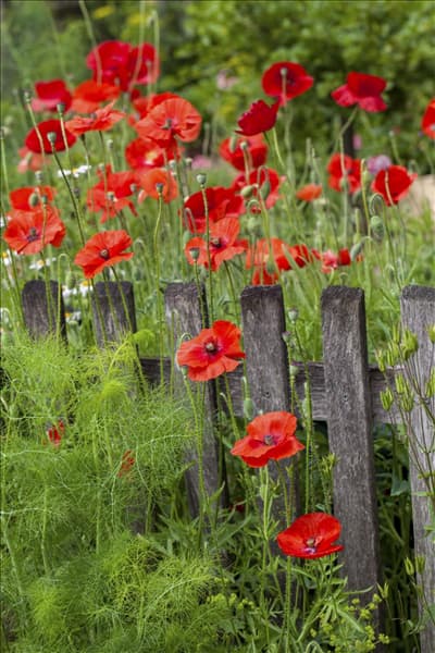 Papaver rhoeas